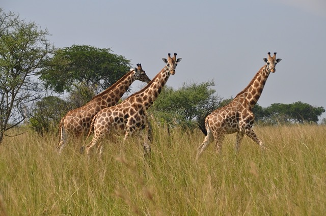 Murchison National Park