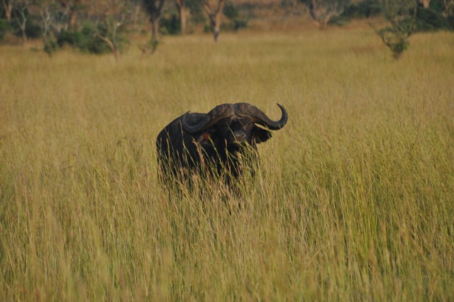 Queen Elisabeth Nationalpark