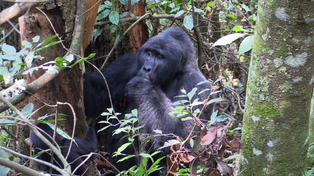 Silberrücken in Bwindi