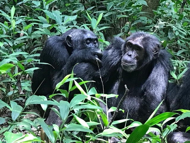 Schimpansen in Kibale